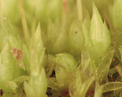 Image of Cord Moss