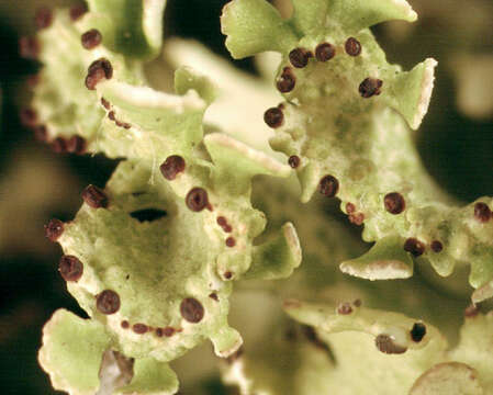 Image de Cladonia foliacea (Huds.) Willd.