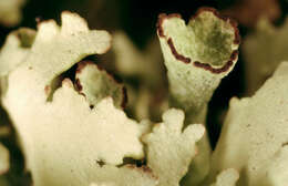 Image of Cladonia foliacea (Huds.) Willd.