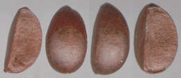 Plancia ëd Ligustrum vulgare L.