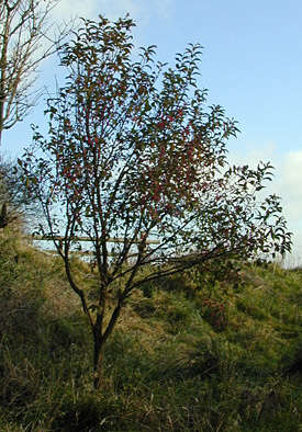 Imagem de Euonymus europaeus L.