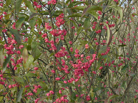 Image of Common spindle tree