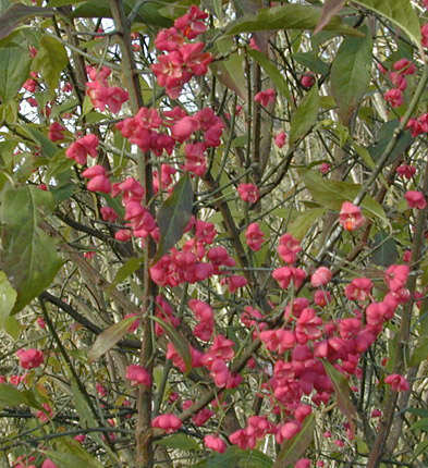 Image of Common spindle tree