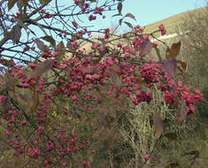 Image of Common spindle tree