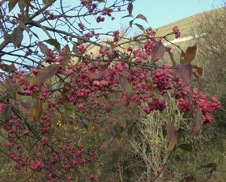 Image of Common spindle tree