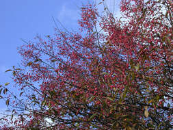 Image of Common spindle tree