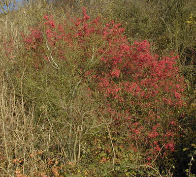 Imagem de Euonymus europaeus L.