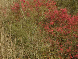 Image of Common spindle tree