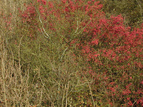 Imagem de Euonymus europaeus L.