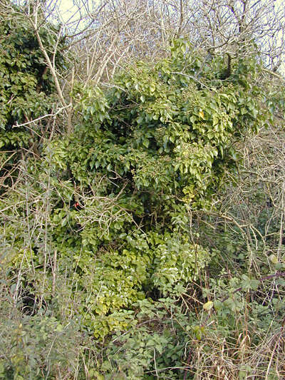 Imagem de Hedera helix f. helix