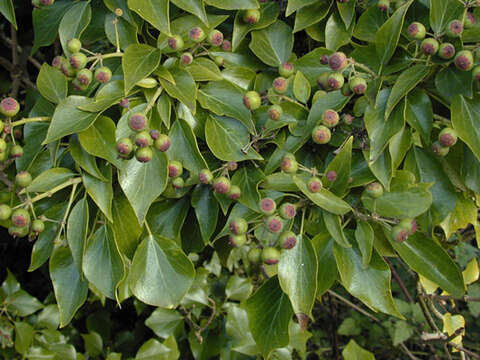 Image of Hedera helix f. helix