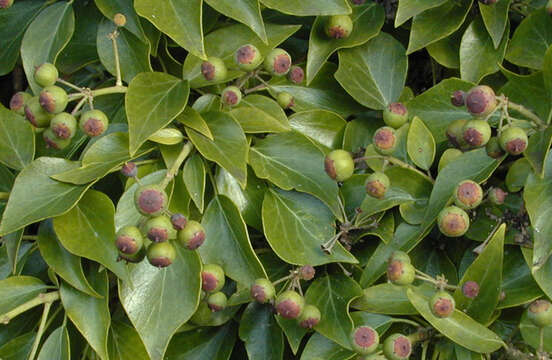 Imagem de Hedera helix f. helix