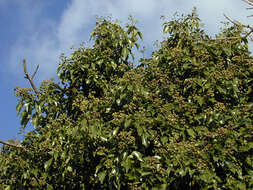 Image of Hedera helix f. helix