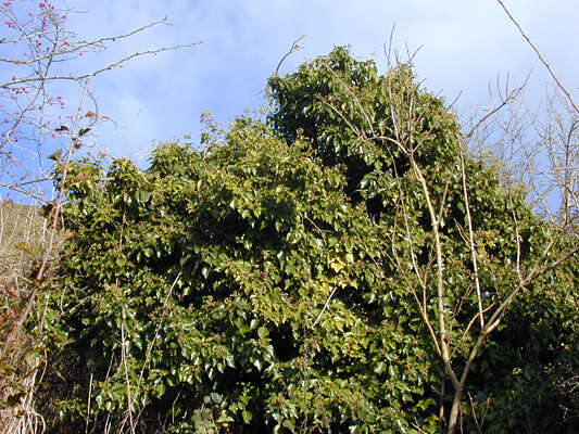 Image of Hedera helix f. helix