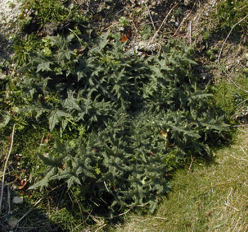 Image of Spear Thistle