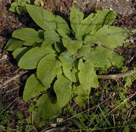 Imagem de Digitalis purpurea L.