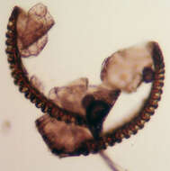 Image of Asplenium scolopendrium subsp. scolopendrium