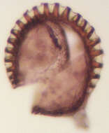 Image of Asplenium scolopendrium subsp. scolopendrium