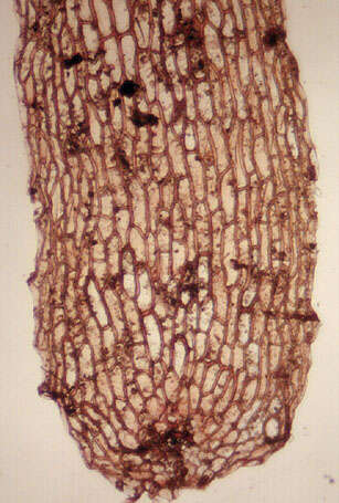 Image of Asplenium scolopendrium subsp. scolopendrium