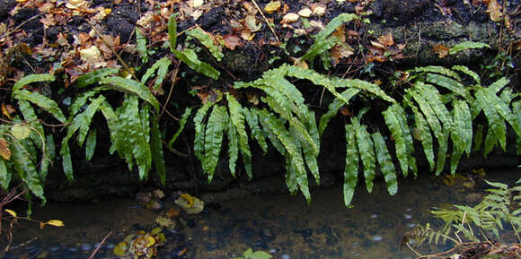 Image of Asplenium scolopendrium subsp. scolopendrium