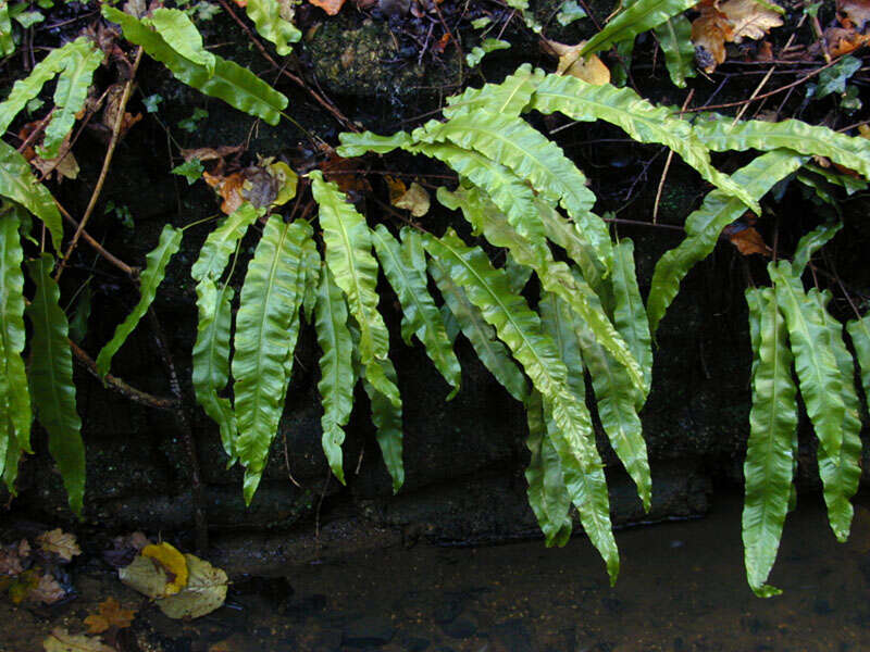 Image of Asplenium scolopendrium subsp. scolopendrium