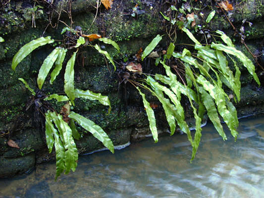 Image of Asplenium scolopendrium subsp. scolopendrium