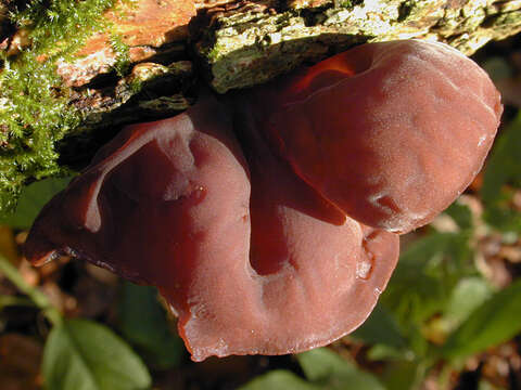 Image of ear fungus