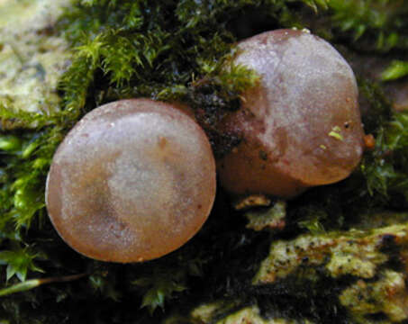 Image of ear fungus