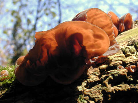 Image of ear fungus