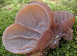 Image of ear fungus