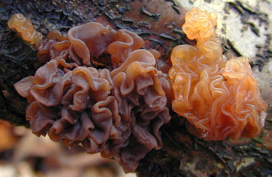 Image of Phaeotremella foliacea (Pers.) Wedin, J. C. Zamora & Millanes 2016