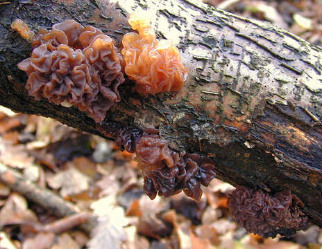 Image of Phaeotremella foliacea (Pers.) Wedin, J. C. Zamora & Millanes 2016