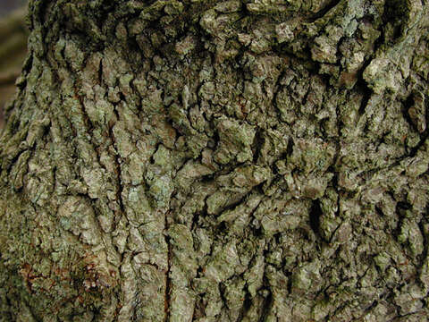 Image of Field Maple