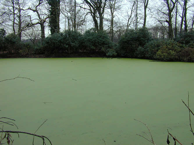 Image of least duckweed