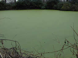 Image of least duckweed