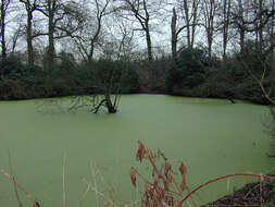 Image of least duckweed