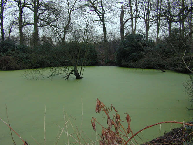 Image of least duckweed