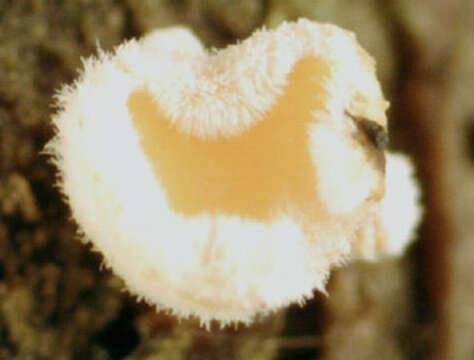 Image of Lachnellula occidentalis (G. G. Hahn & Ayers) Dharne 1965