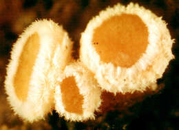 Image of Lachnellula occidentalis (G. G. Hahn & Ayers) Dharne 1965