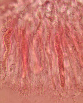 Image of ear fungus