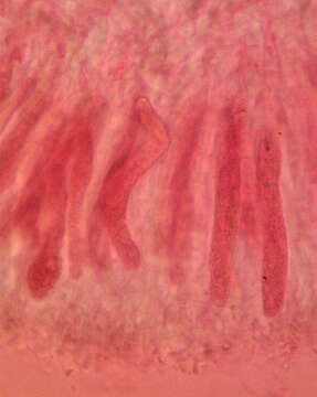 Image of ear fungus