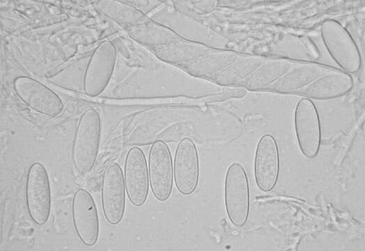 Lachnellula occidentalis (G. G. Hahn & Ayers) Dharne 1965 resmi