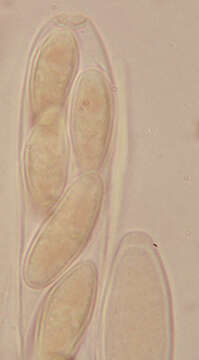 Image of Lachnellula occidentalis (G. G. Hahn & Ayers) Dharne 1965