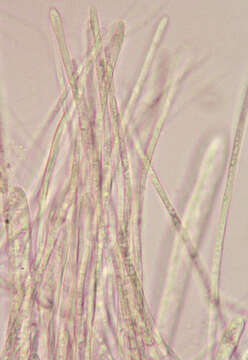 Lachnellula occidentalis (G. G. Hahn & Ayers) Dharne 1965 resmi