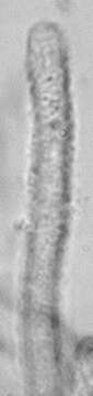 Image of Lachnellula occidentalis (G. G. Hahn & Ayers) Dharne 1965