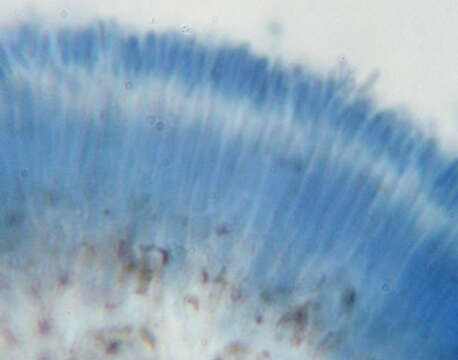 Image of Aposphaeria