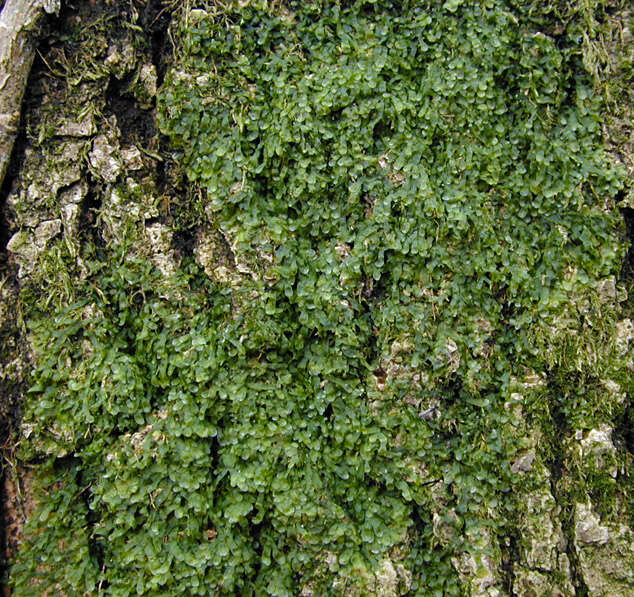 Image of Metzgeria furcata (L.) Corda