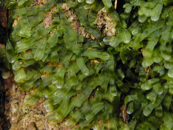 Image of Metzgeria furcata (L.) Corda