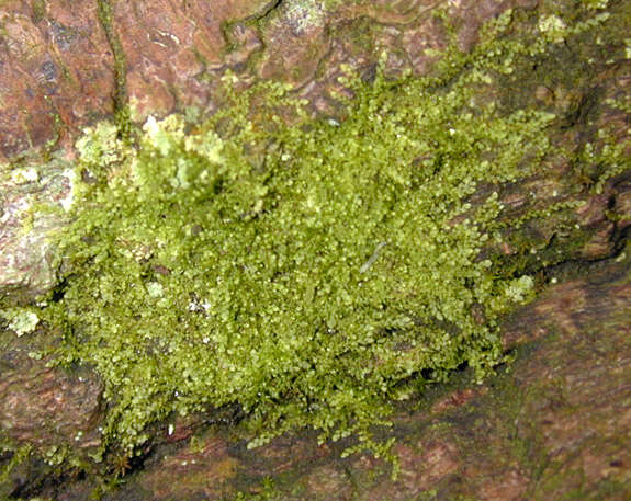 Image of Microlejeunea (Spruce) Steph.