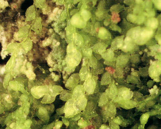 Image of Microlejeunea (Spruce) Steph.